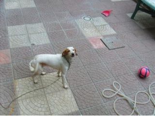 CARLA E PINCHERINO in cerca di adozione