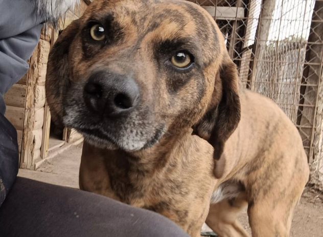 Tigro,un cane che si fa volere bene - Foto 6