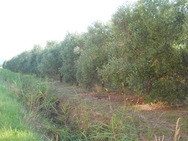 Oliveta, Piombino costa Est - Foto 8