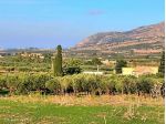 Uliveto in vendita a Valderice