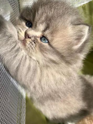 Splendidi cuccioli di gatto persiano - Foto 5