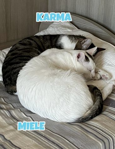 Karma e Miele due micini meravigliosi - Foto 3