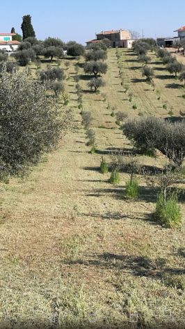 Terreno e casolare Città Sant'Angelo - Foto 8