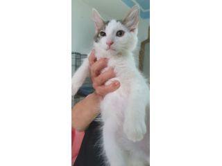 Prinpice, gatto delizioso