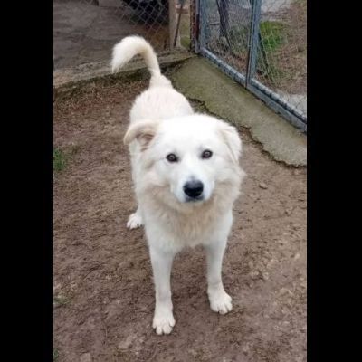 RUNNER cerca casa CANE IN ADOZIONE