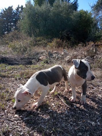 Allevamento e Cuccioli Amstaff Blu in Puglia Bari Lecce Taranto Foggia Brindisi - Foto 5