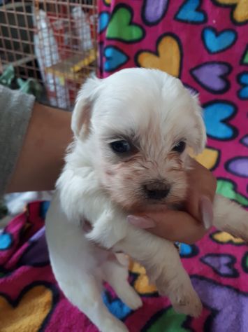 Cuccioli razza Maltese in offerta - Foto 3
