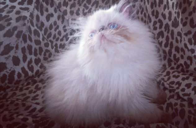 Cuccioli gatto Persiano