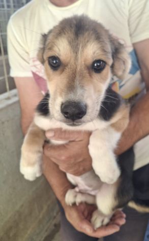 CUCCIOLI 3 MESI