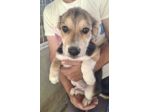 CUCCIOLI 3 MESI