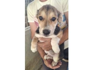 CUCCIOLI 3 MESI