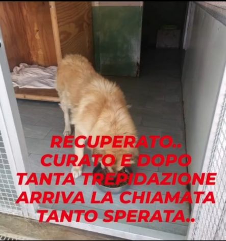 Mix Pastore dei Carpazi 2anni ha xso 1occhio! VOGHERA(PV) - Foto 2