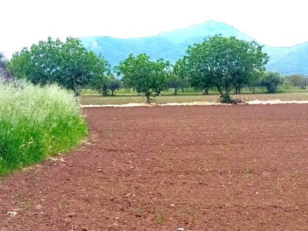 TERRENO AGRICOLO STRADA PROVINCIALE FALCIANO-MONDRAGONE - MONDRAGONE -Rif. V3138 - Foto 4