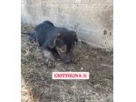 BETTY  FRED  BARNEY  WILMA  CIOTTOLINA  TENERISSIMI CUCCIOLI IN ADOZIONE