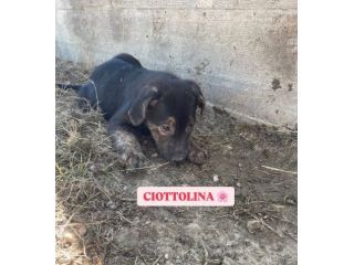 BETTY  FRED  BARNEY  WILMA  CIOTTOLINA  TENERISSIMI CUCCIOLI IN ADOZIONE