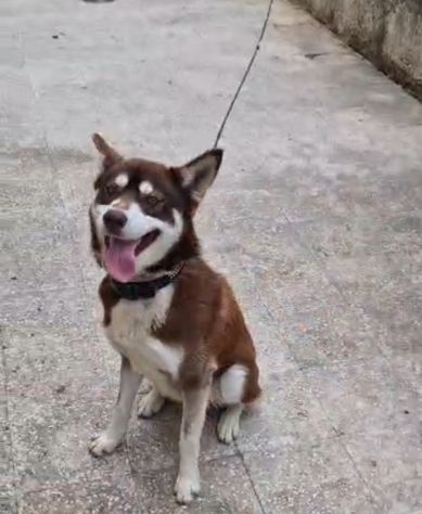 Siberian Husky 15mesi marrone splendido, viveva a catena CALABRIA URGENTE - Foto 6