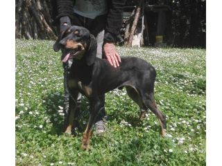 DANKO, splendido mix segugio