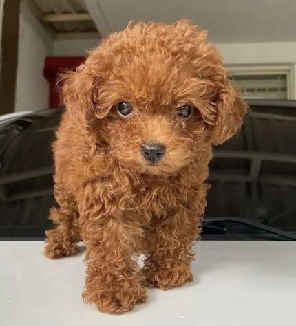 BARBONCINI E BARBONCINE DISPONIBILI – CUCCIOLI DI 3–4 MESI - Foto 4
