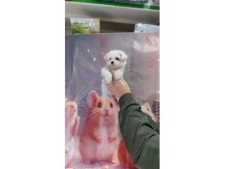Cuccioli di maltipoo