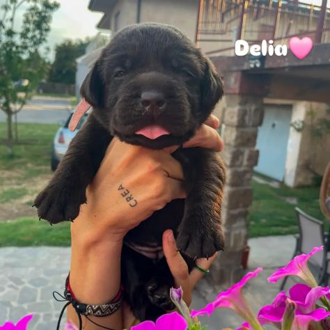 Cuccioli labrador cioccolato con Pedigree - Foto 2
