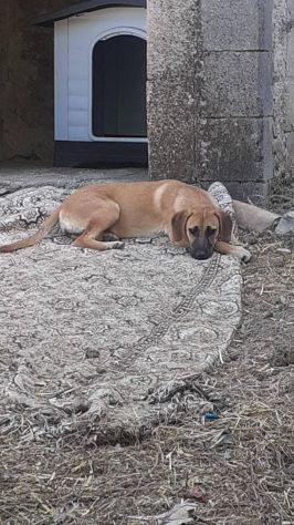 Suela cucciola - Foto 2