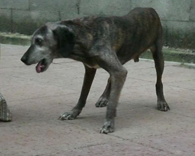 SILVER, adozione del cuore - Foto 6