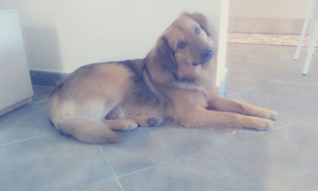 AMOS, stupendo cucciolotto - Foto 2