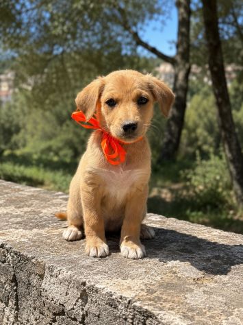 Regalo cuccioli taglia medio piccola