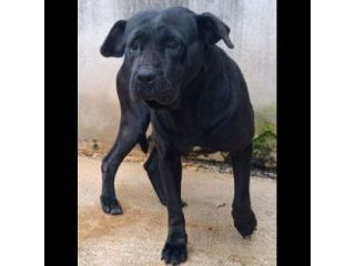 BUBA MIX SHAR PEI BUONISSIMA, CAGNOLINA IN ADOZIONE