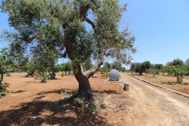 TERRENO AGRICOLO VIA DELLE ROSE GROTTAGLIE - Foto 4