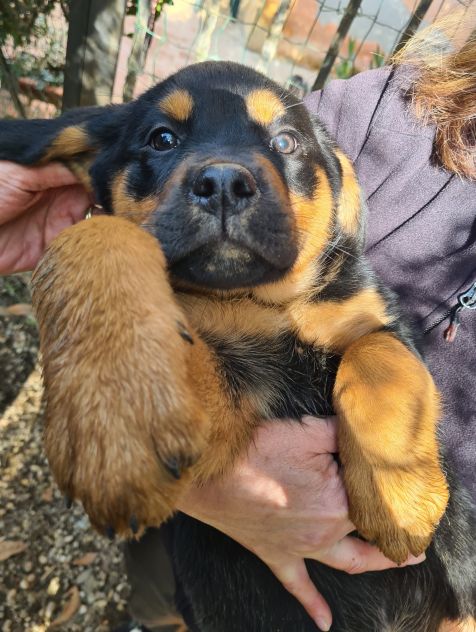 ANNABELLE, dolcissima mix ROTTWEILER! 2 MESI E MEZZO. - Foto 3