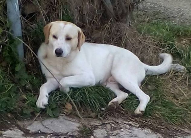SPINO E LILLO, splendidi cagnoloni - Foto 4