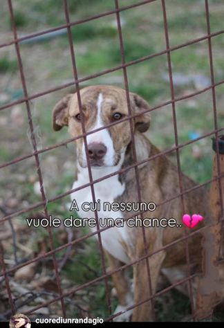 MACCHIA UNA NUOVA VITA PER LEI CAGNOLINA IN ADOZIONE - Foto 5