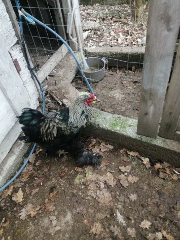 Uova feconde di brahma - Foto 2