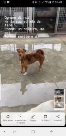 Marsia dolce cagnolina taglia piccola in canile