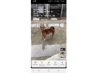 Marsia dolce cagnolina taglia piccola in canile