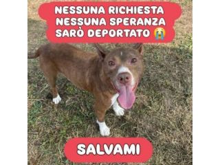 TRUMP AFFETTUOSO SOCIEVOLE CANE IN ADOZIONE URGENTE