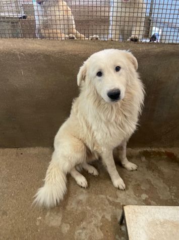 OWELL cerca SALVEZZA dal canile eterno CANE IN ADOZIONE