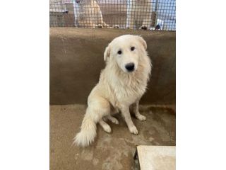 OWELL cerca SALVEZZA dal canile eterno CANE IN ADOZIONE