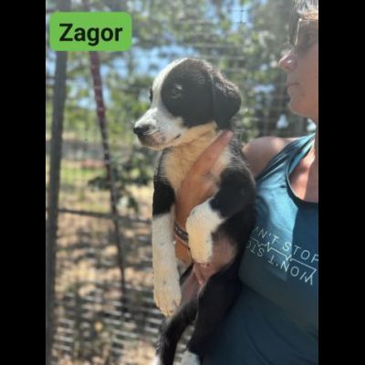 CUCCIOLI IN ADOZIONE  ZACK, ZAGOR, ZAIRA. - Foto 5