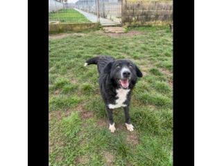 BENNY , UNA PICCOLA TENEREZZA, CANE IN ADOZIONE TG MEDIO CONTENUTA