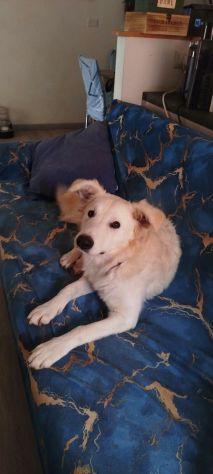 Egidia cucciola - Foto 5