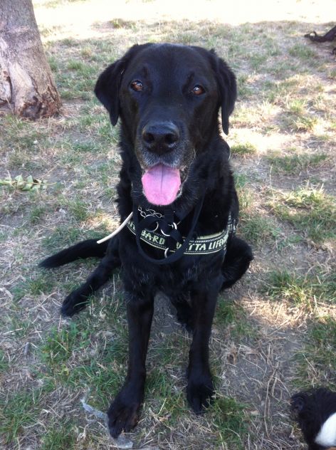 Dog and cat sitter - Foto 3
