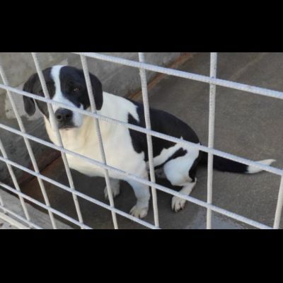 MARILU' CAGNOLINA IN ADOZIONE - Foto 3