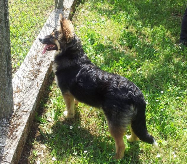 SISSY, stupenda cucciola speciale - Foto 6