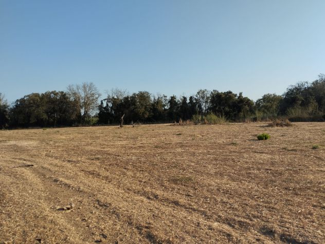 Terreno di circa 8.000 mq con trullo nelle campagne di Alezio - Foto 8