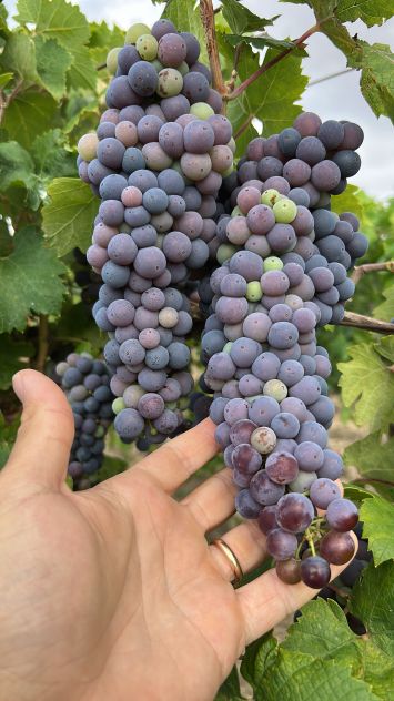Uva da vino