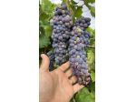 Uva da vino