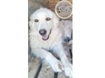 Mix Maremmana/Golden 4anni tg media occhi ambra SOS COSENZA