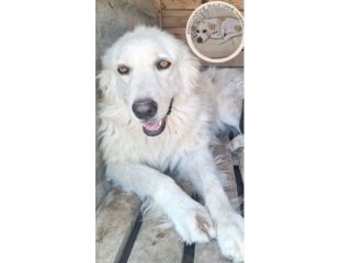 Mix Maremmana/Golden 4anni tg media occhi ambra SOS COSENZA